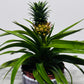 Ananas Amigo Orange