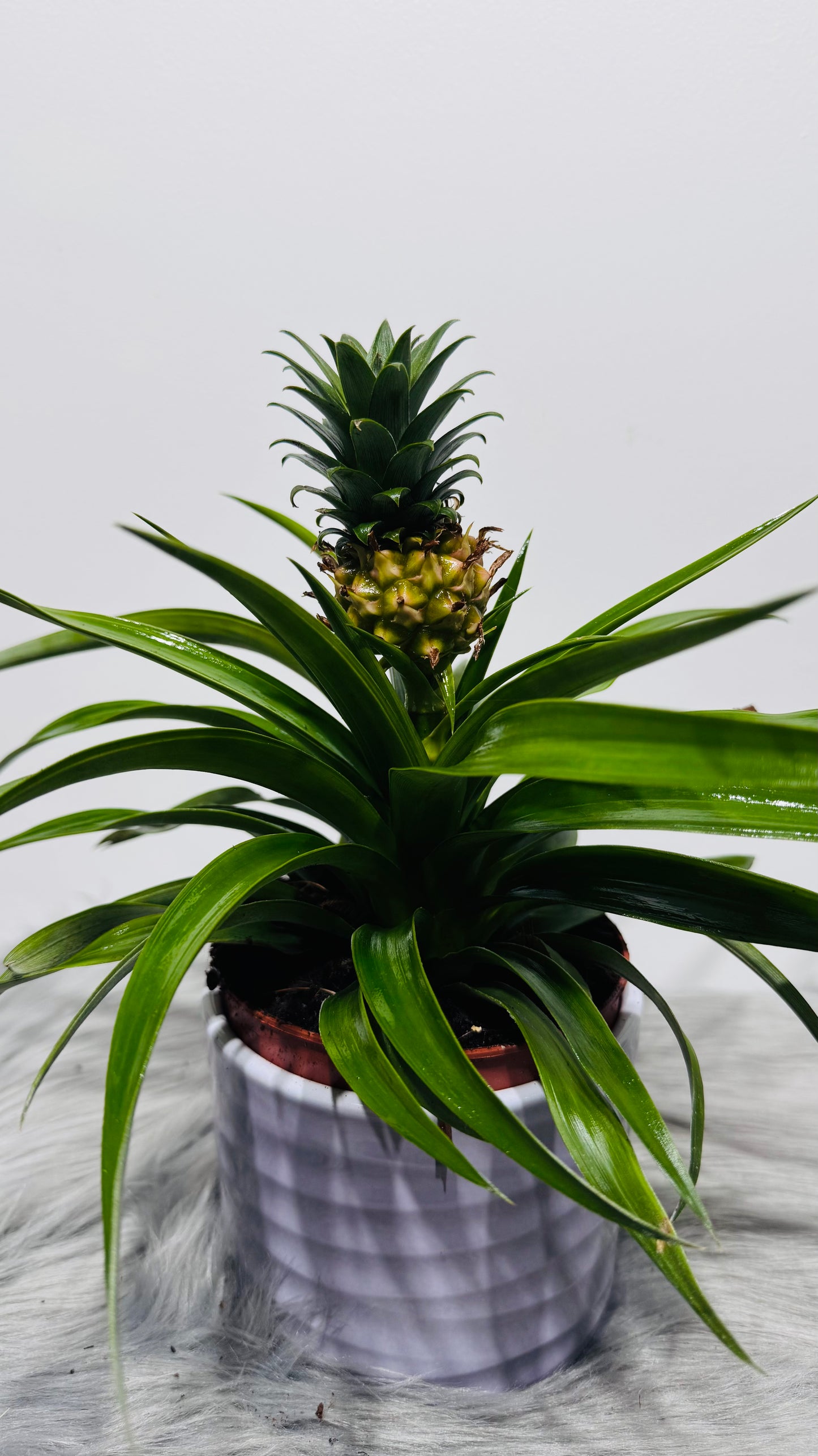 Ananas Amigo Orange