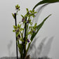 Orhideja Zygopetalum Louisendorf 2 SMARŽO!