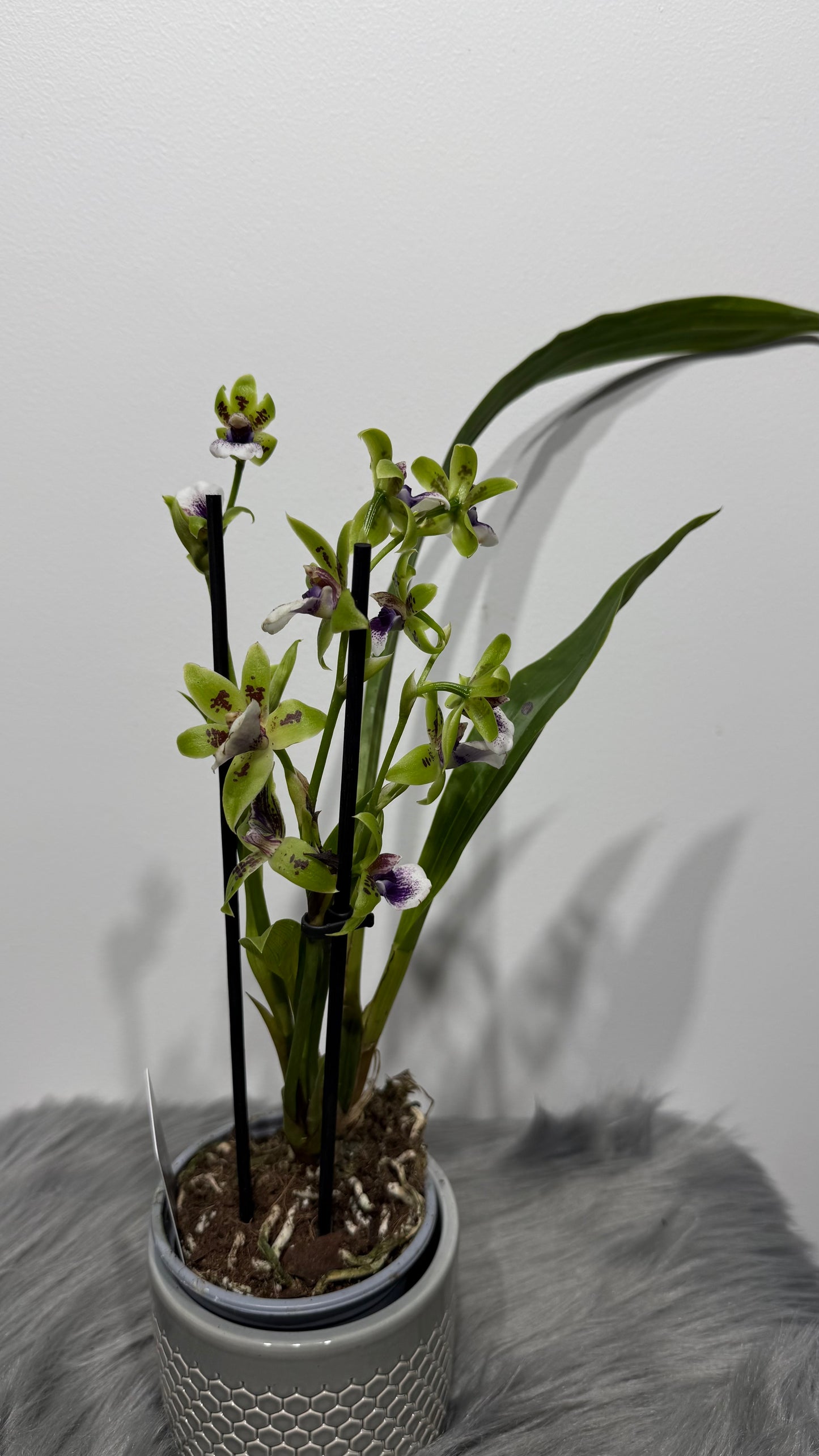 Orhideja Zygopetalum Louisendorf 2 SMARŽO!