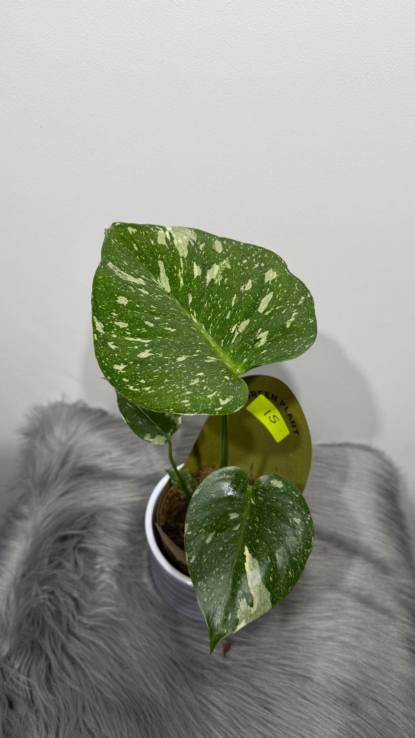 Monstera Thai Constellation