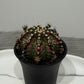 Gymnocalycium T-Rex Hybrid