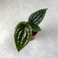 Anthurium Nigrolaminum Gigi x  Luxurians