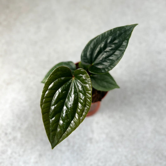 Anthurium Nigrolaminum Gigi x  Luxurians