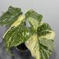 Monstera Thai Constellation 9 - www.augi-plants.lv
