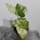 Alocasia macrorrhizos Splash