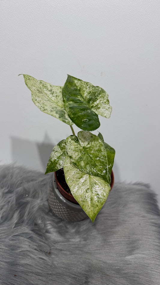 Alocasia macrorrhizos Splash