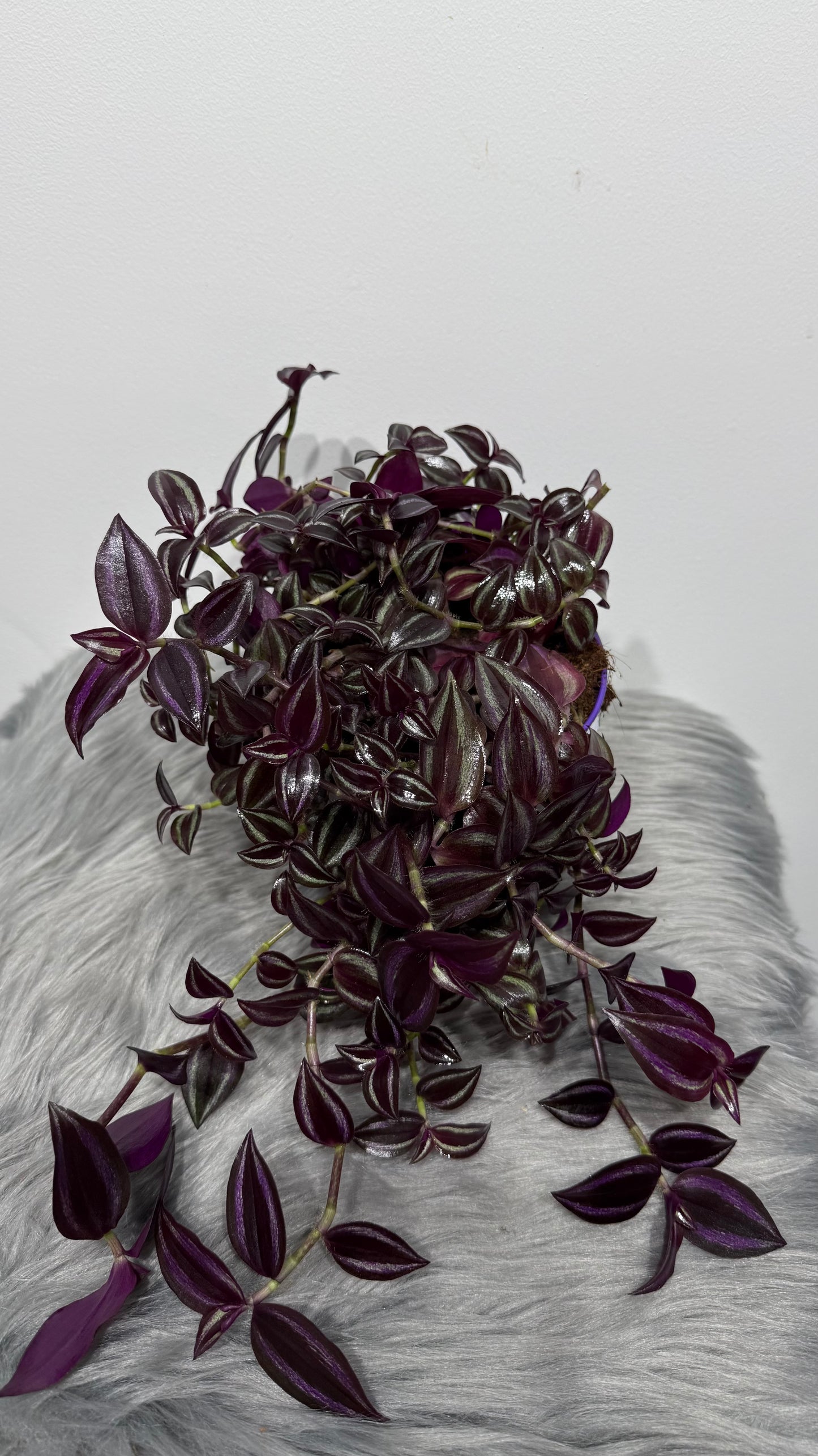Tradescantia Zebrina purpusii