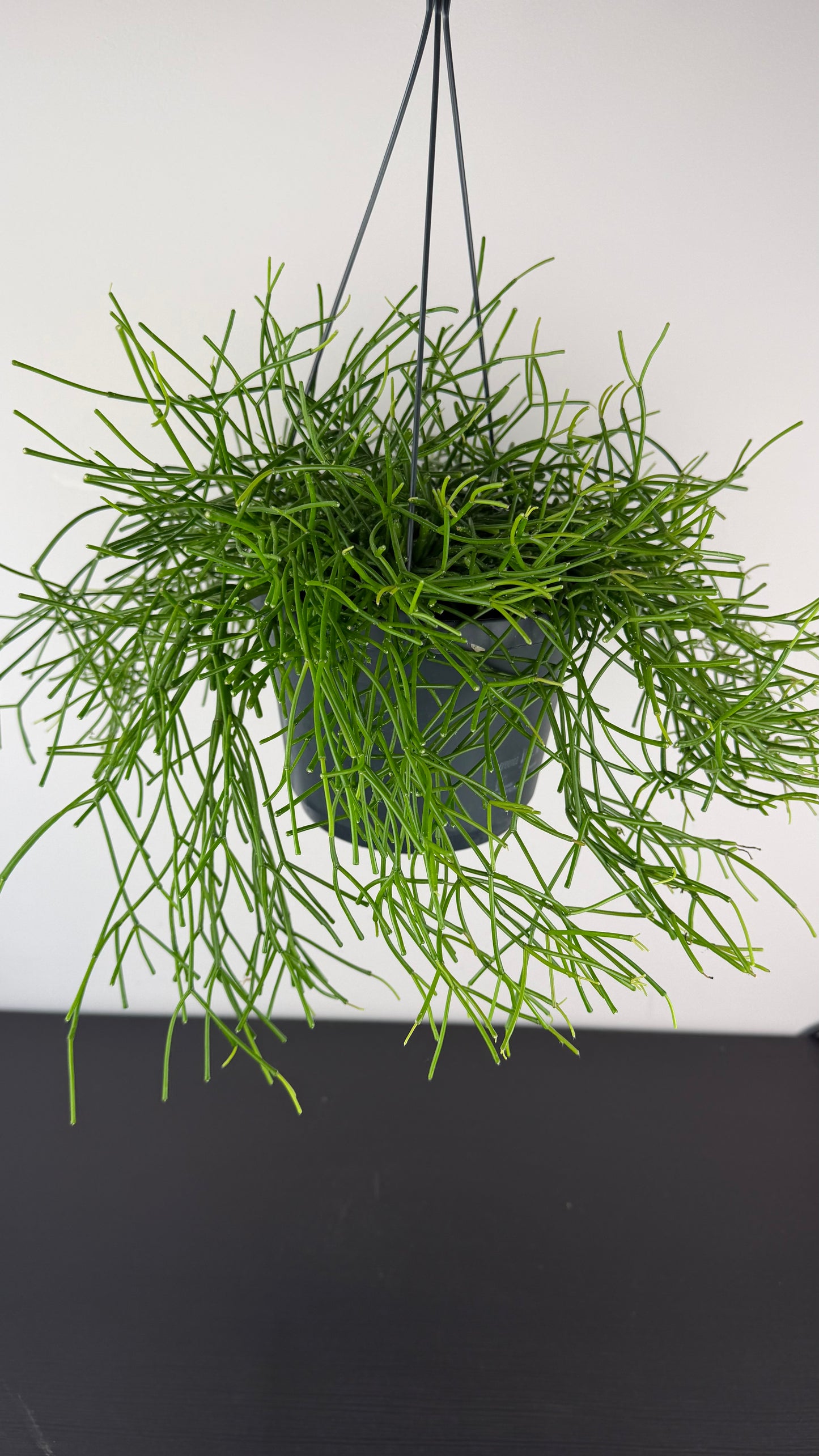 Rhipsalis Easy Sweet