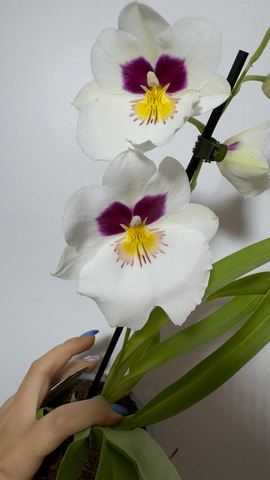 Orhideja Miltoniopsis 1 - www.augi-plants.lv