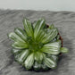 Haworthia Cymbiformis White