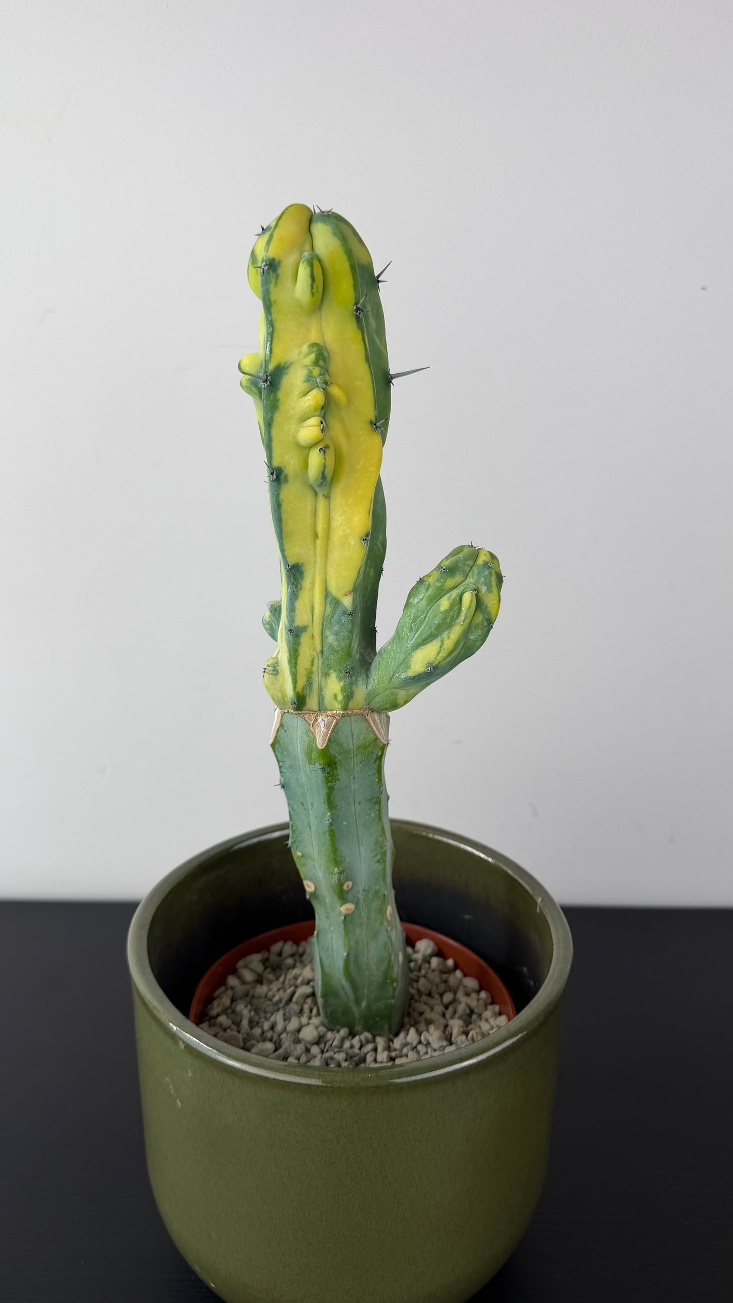 Myrtillocactus Geometrizans 'Fred' Variegated