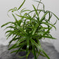 Asparagus Falcatus
