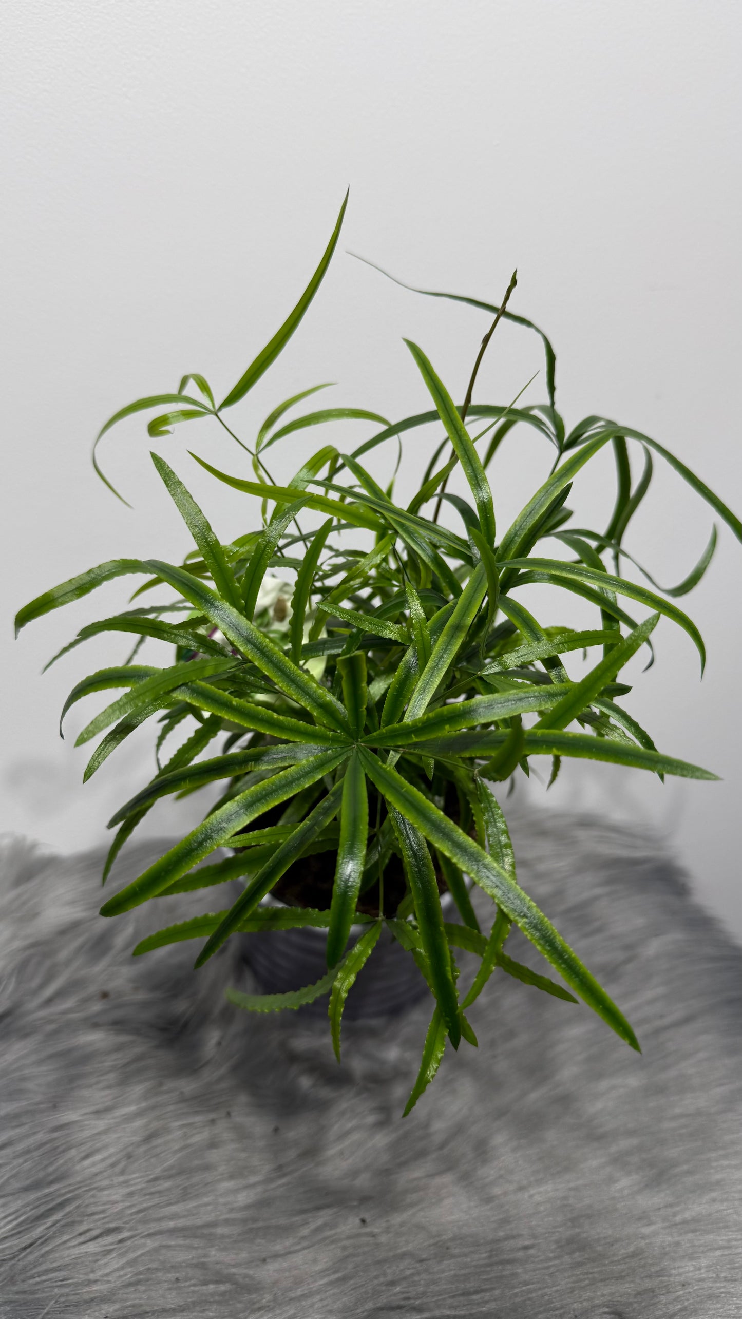 Asparagus Falcatus