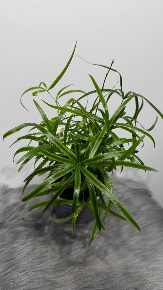 Asparagus Falcatus