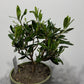 Olea Europaea - www.augi-plants.lv