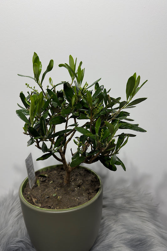 Olea Europaea - www.augi-plants.lv