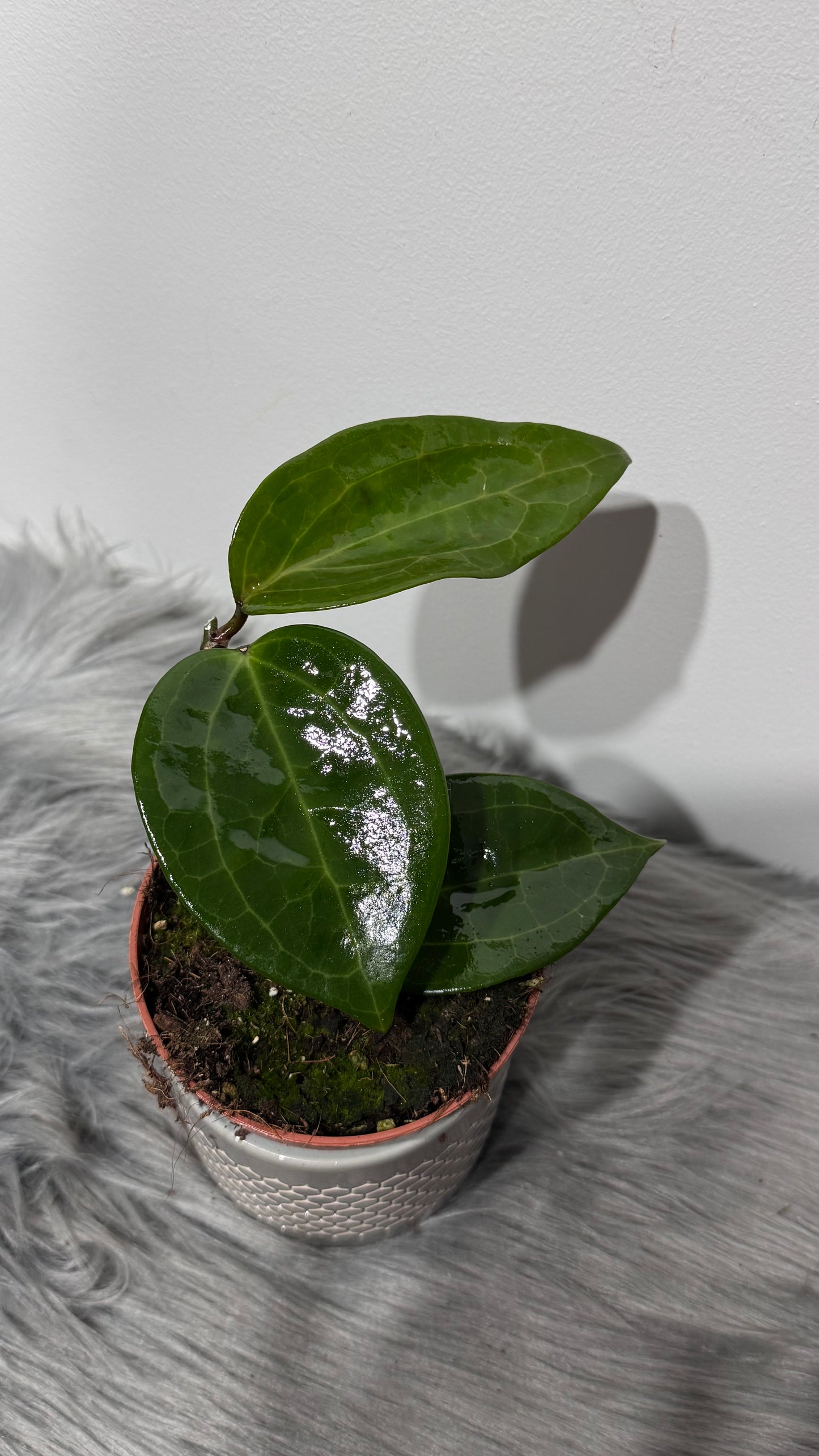 Hoya latifolia Green