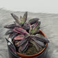Kalanchoe Pink Butterfly