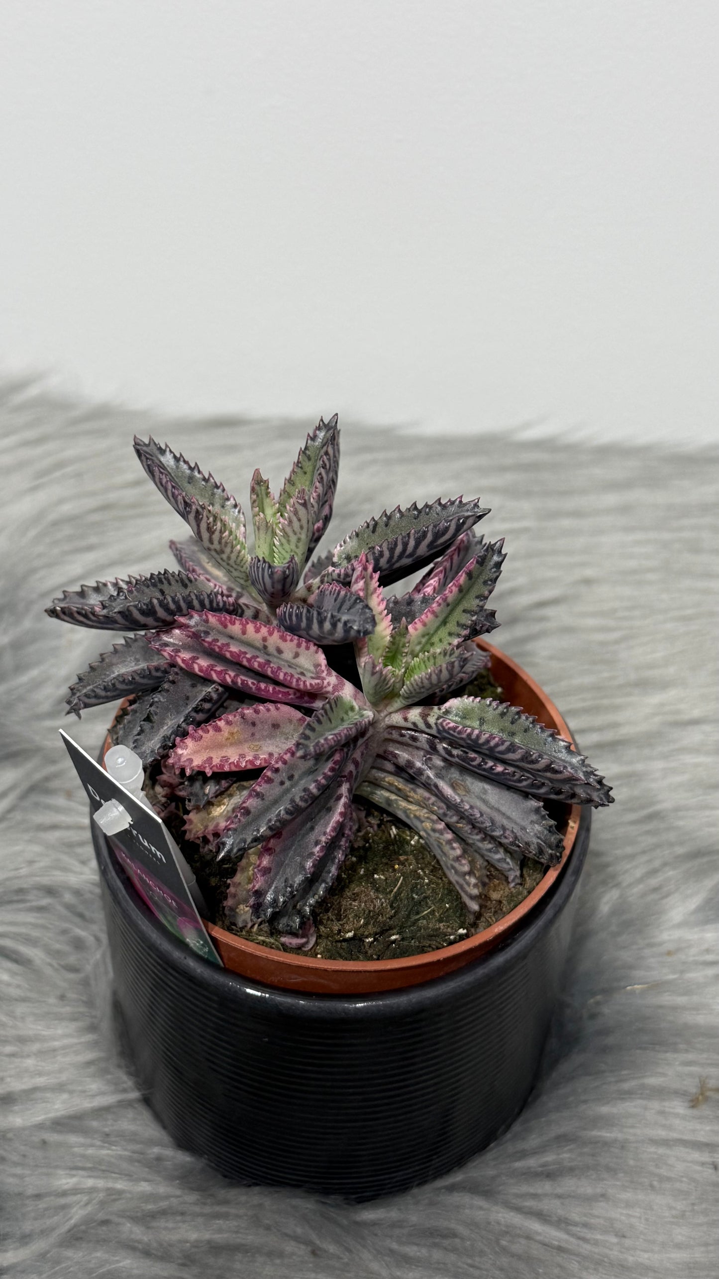 Kalanchoe Pink Butterfly