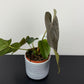 Anthurium Queen of Hearts