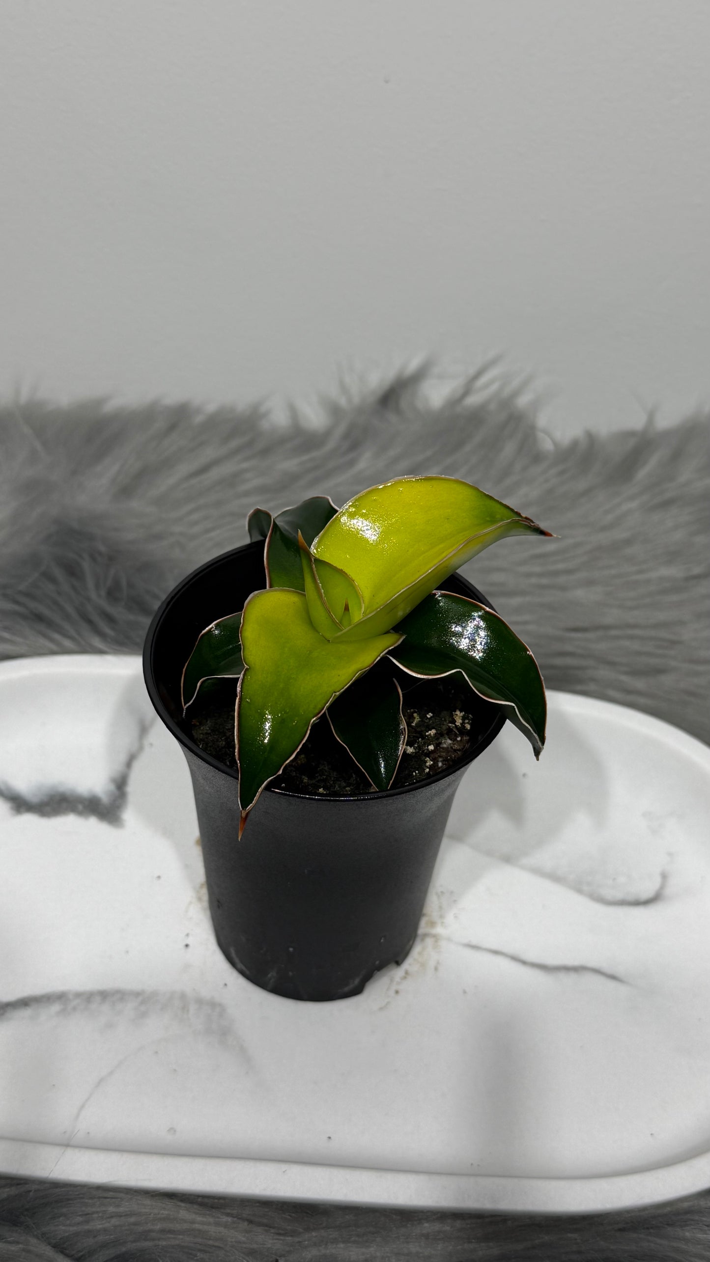 Sansevieria 7