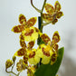 Orhideja Cambria 6 SMARŽO! - www.augi-plants.lv