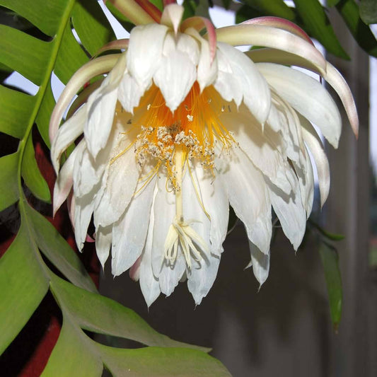 Epiphyllum Chrysocardium - www.augi-plants.lv