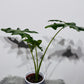 Alocasia portei
