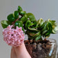 Hoya Compacta Mauna Loa