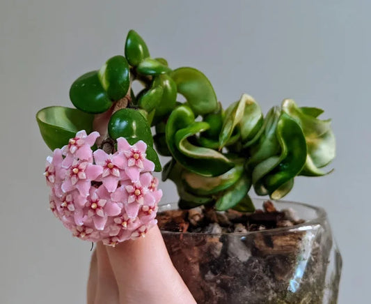 Hoya Compacta Mauna Loa
