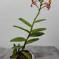 Orhideja Epidendrum 1 - www.augi-plants.lv