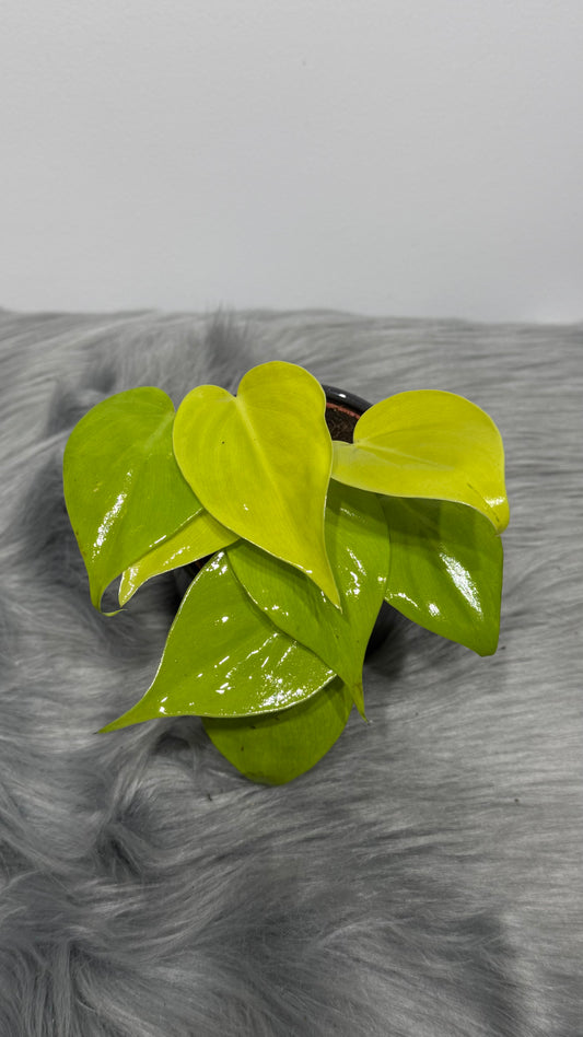 Philodendron scandens micans 'Lime' - www.augi-plants.lv