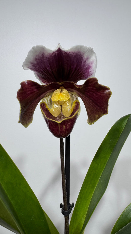Orhideja Paphiopedilum Amerika 5