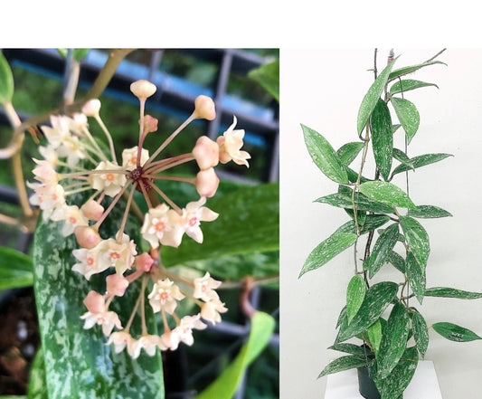 Hoya macrophylla Splash