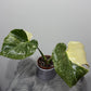 Monstera Thai Constellation 6 - www.augi-plants.lv
