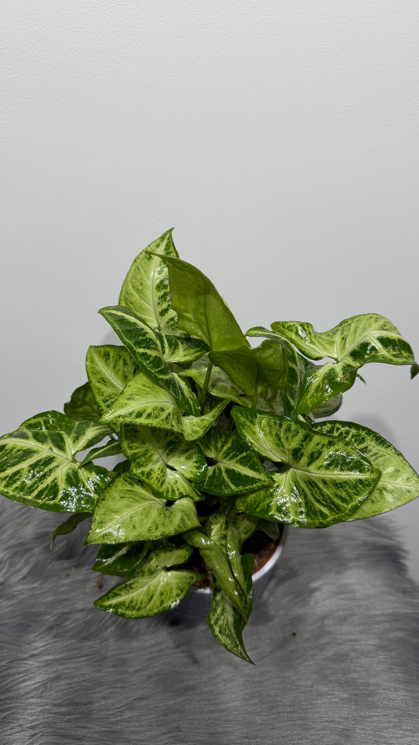 Syngonium Arrow
