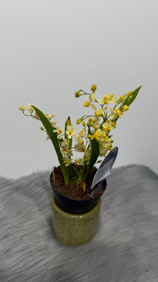 Oncidium