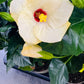Hibiscus white with red