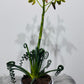 Albuca Friz Sizzle