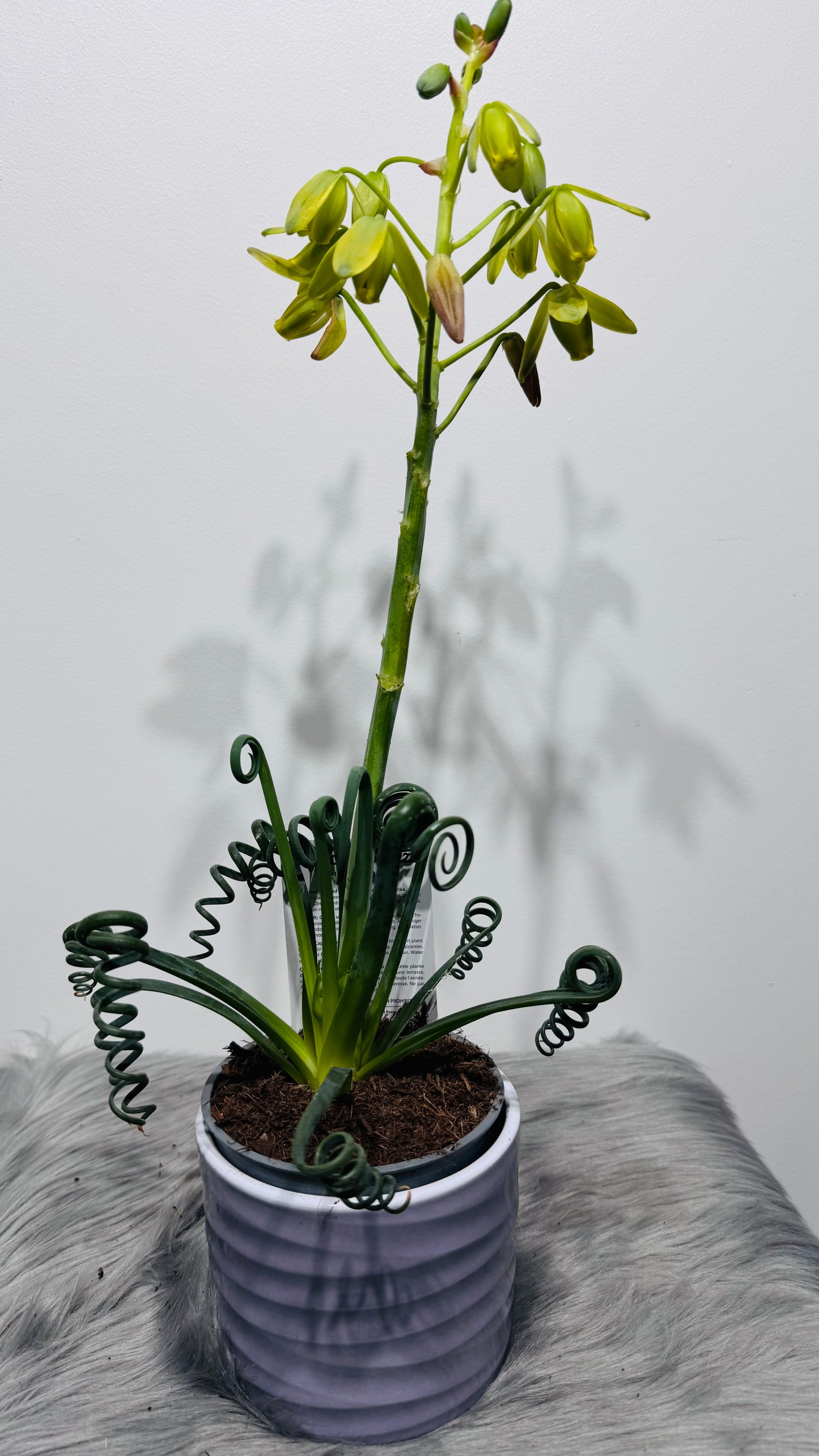Albuca Friz Sizzle
