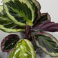 Calathea 4 - www.augi-plants.lv