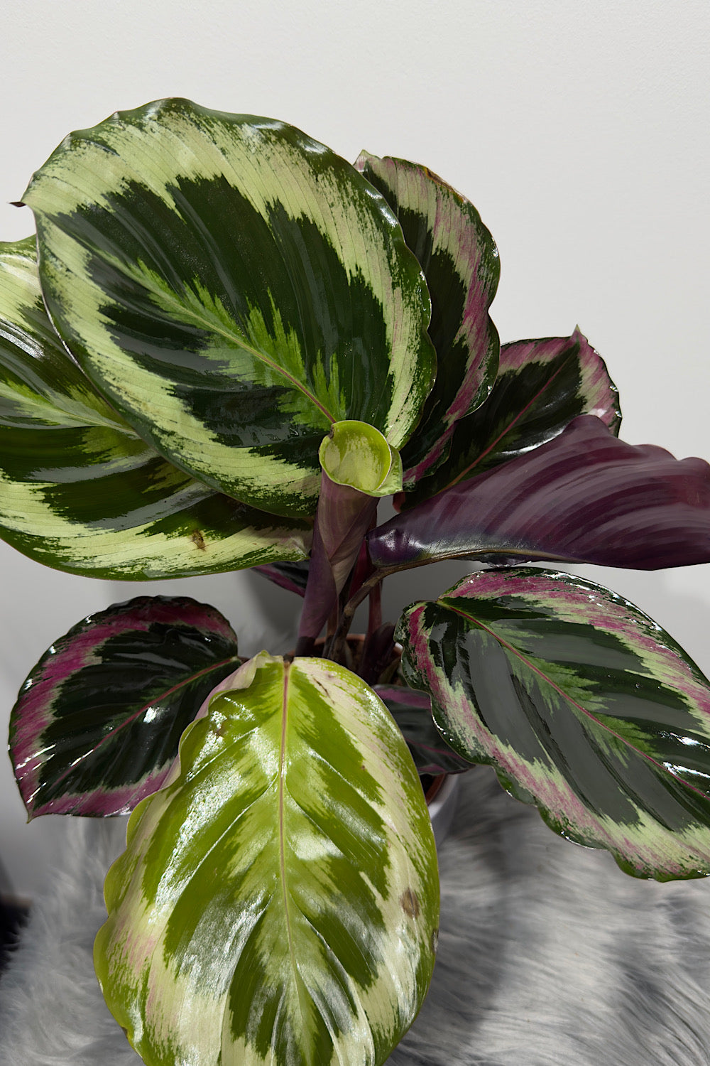 Calathea 4 - www.augi-plants.lv