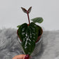 Anthurium Nigrolaminum Gigi x  Luxurians