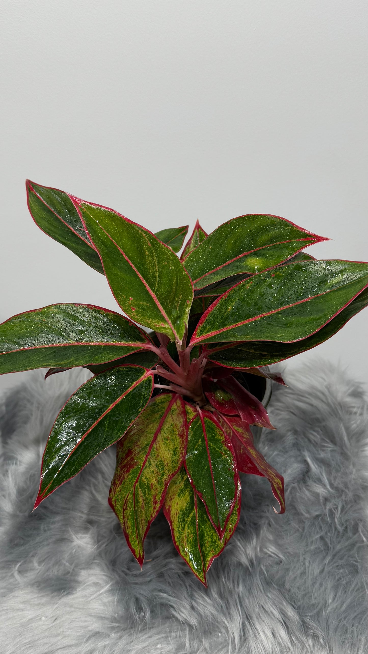 Aglaonema 11