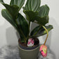 Medinilla Candy - www.augi-plants.lv