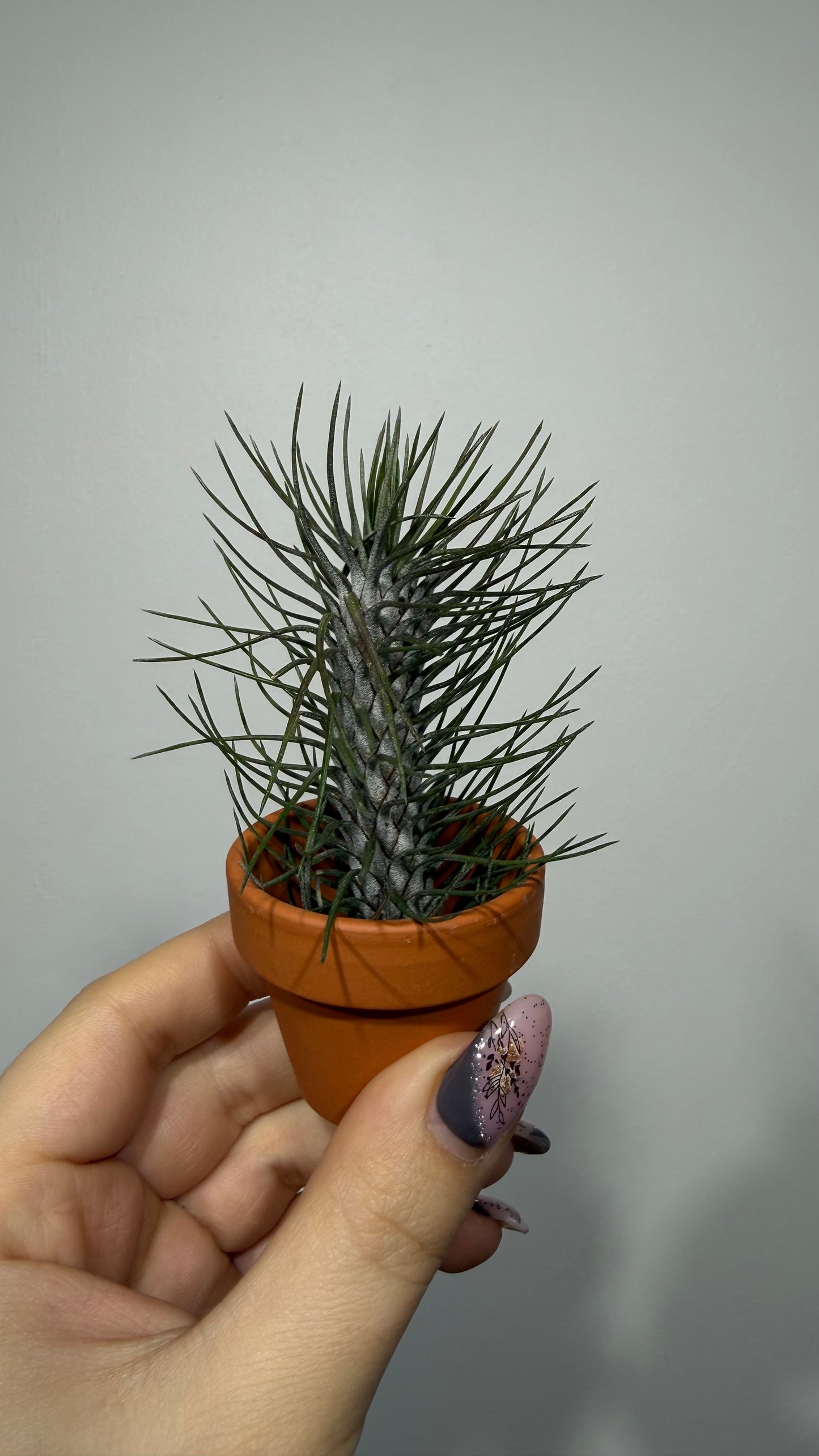 Tillandsia Air plant 5