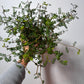 Sopho Little Baby - www.augi-plants.lv