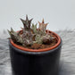 Stapelia 1