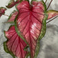 Caladium 3